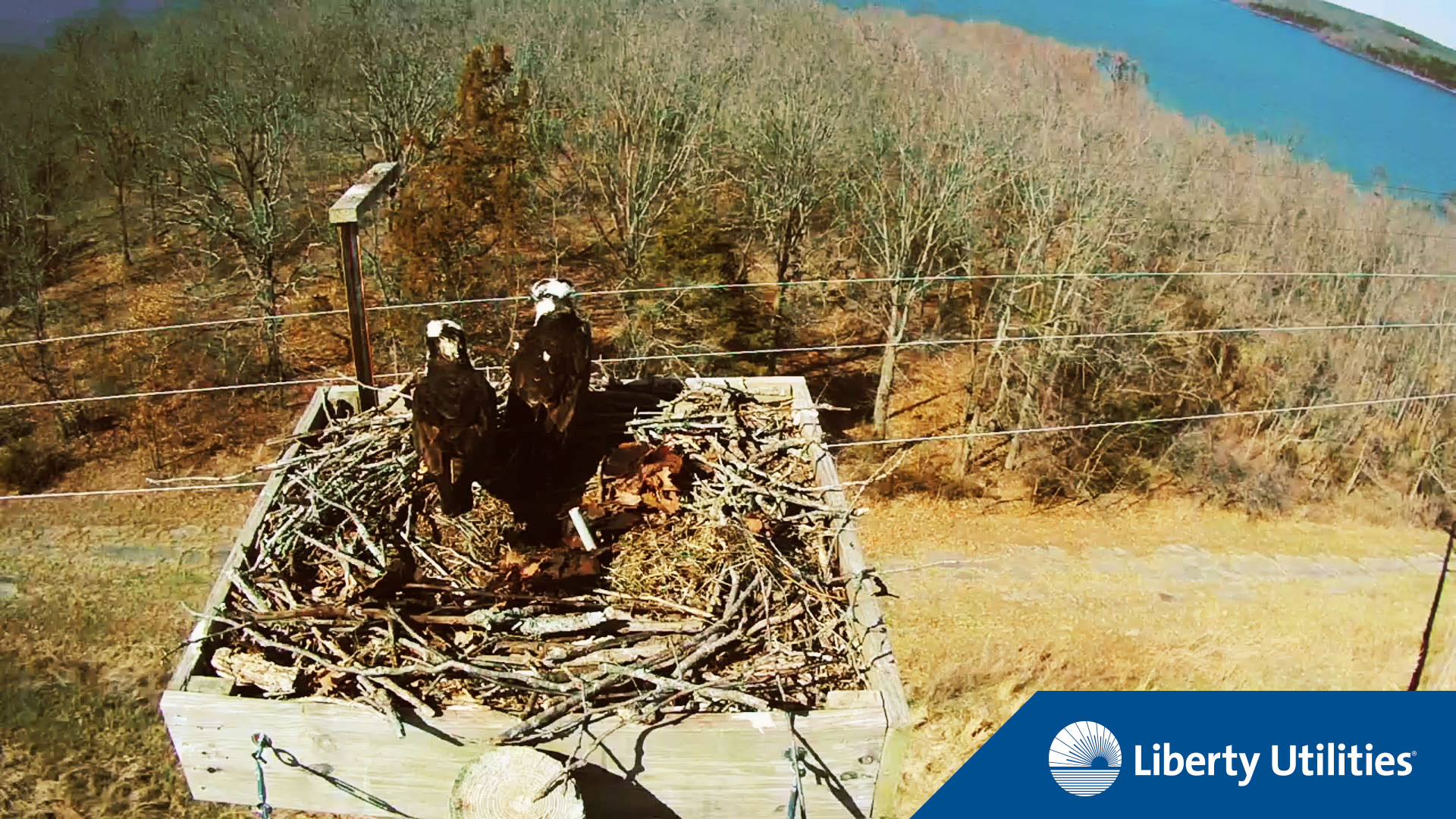 Protecting Endangered Birds