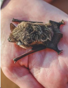 Former quarry helps support endangered bats