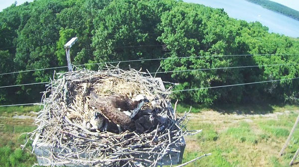 Watch our Osprey Live Stream