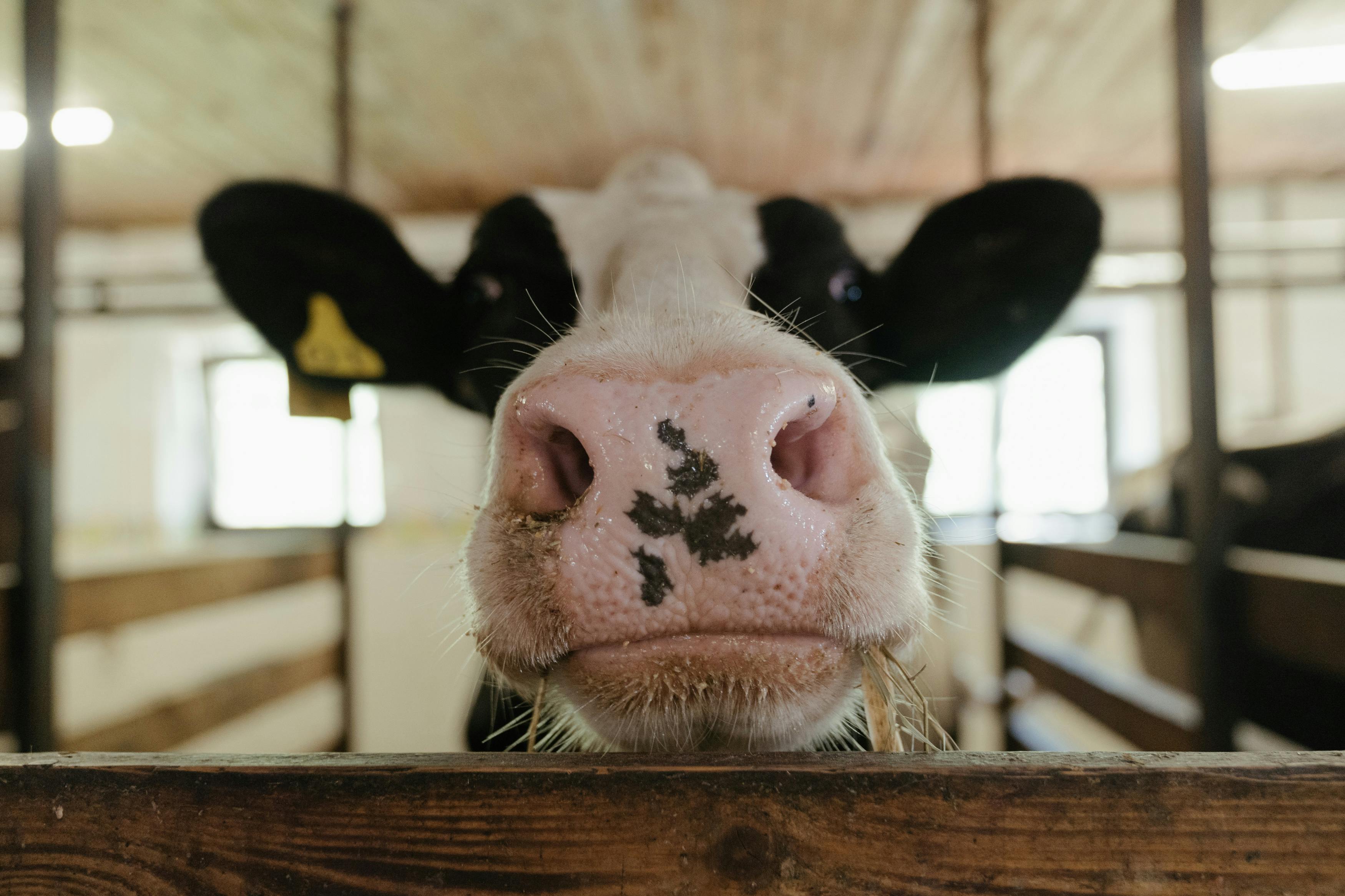 Greenwood Dairy Farm & Liberty use waste to fuel the community